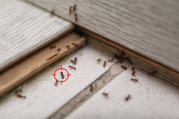 Best Pest Removal Services  in Burnt Mills, MD
